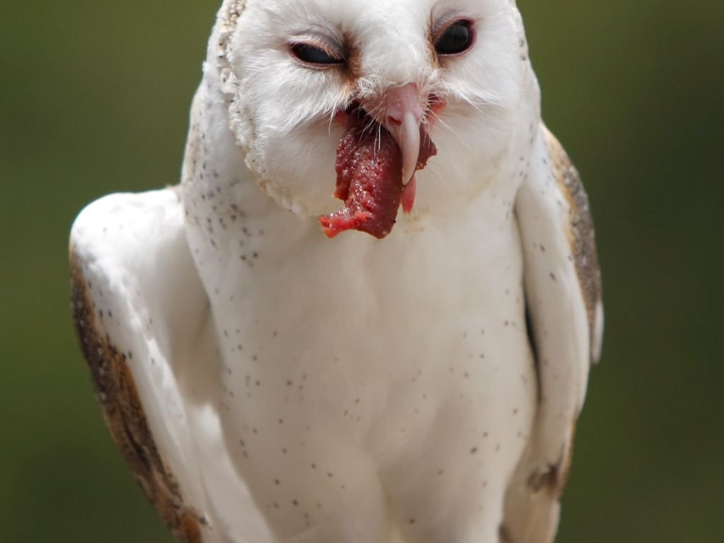 How do owls eat rabbits