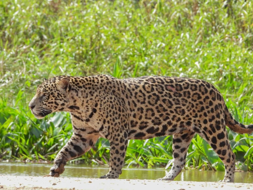 How long can a jaguar run at top speed
