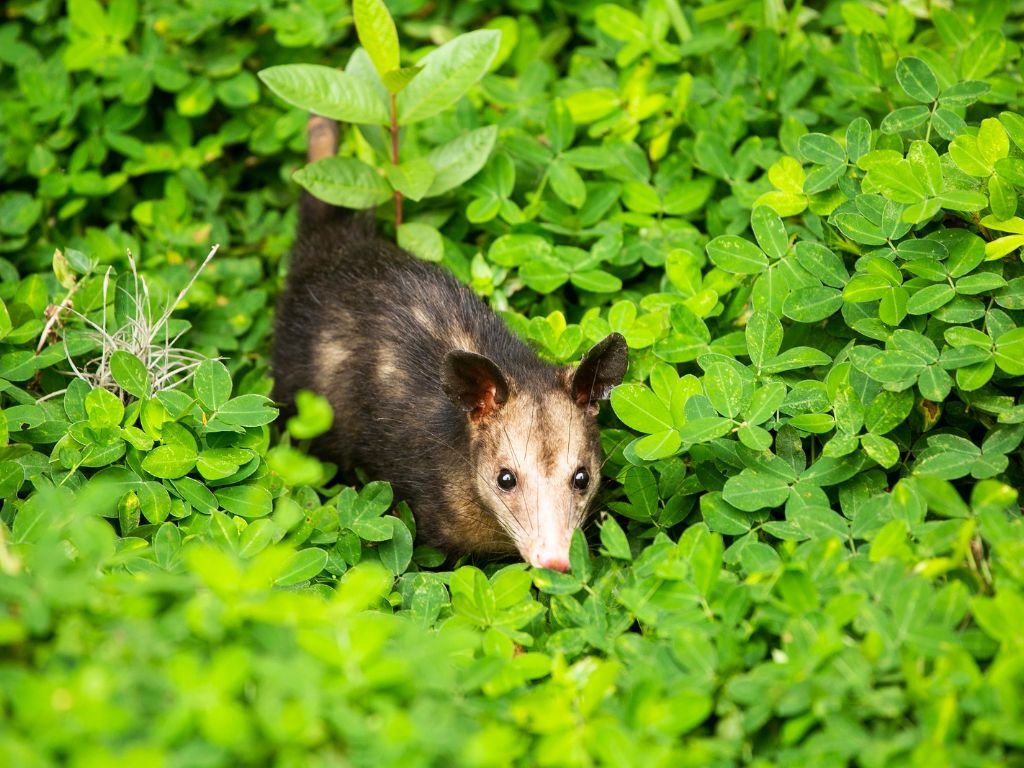 How long do possums live in the wild