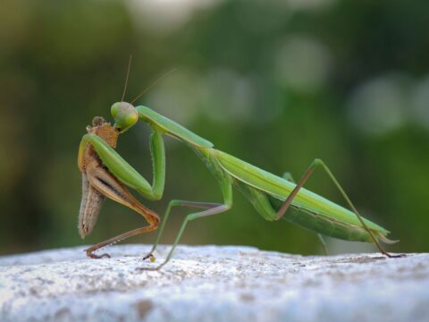 What Do Praying Mantis Eat - Praying Mantis Diet - Zooologist