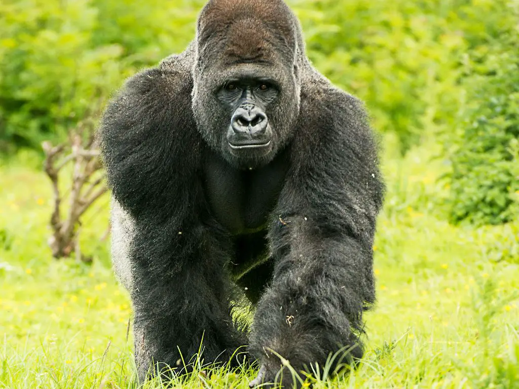 How strong are gorillas arms