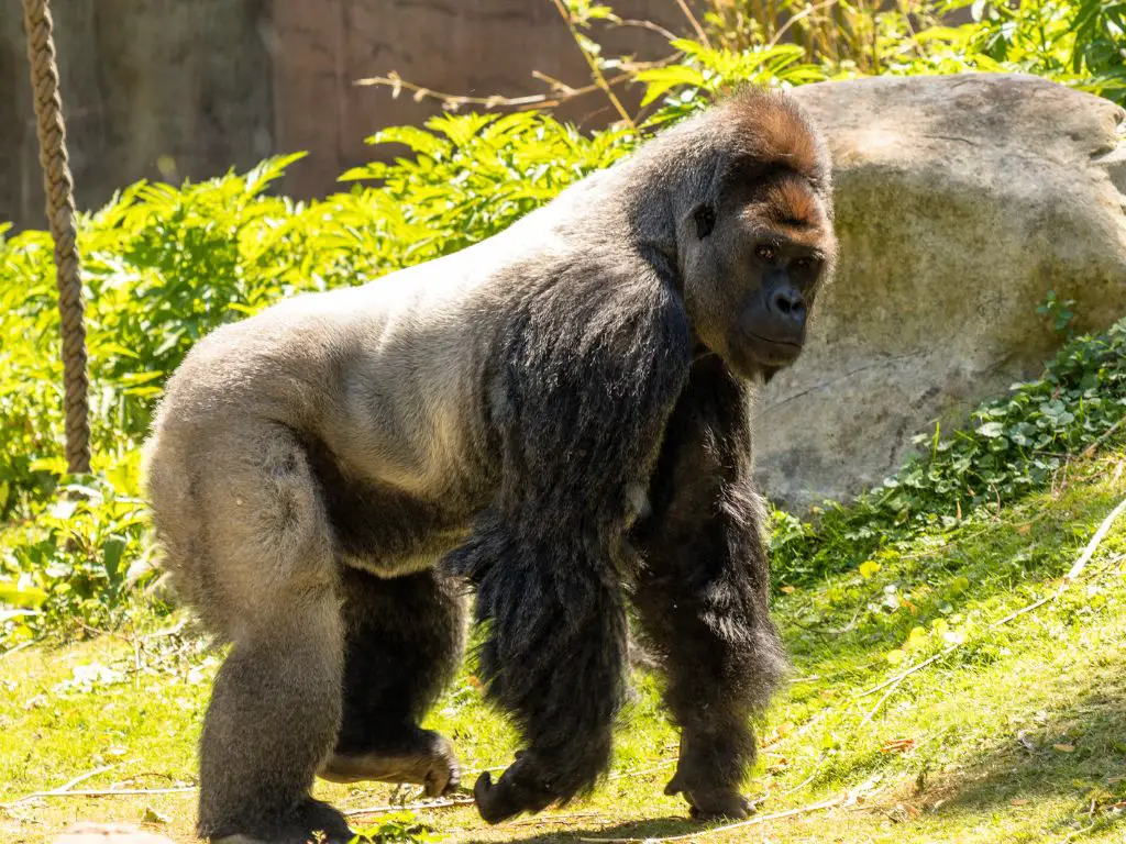 How strong are gorillas legs