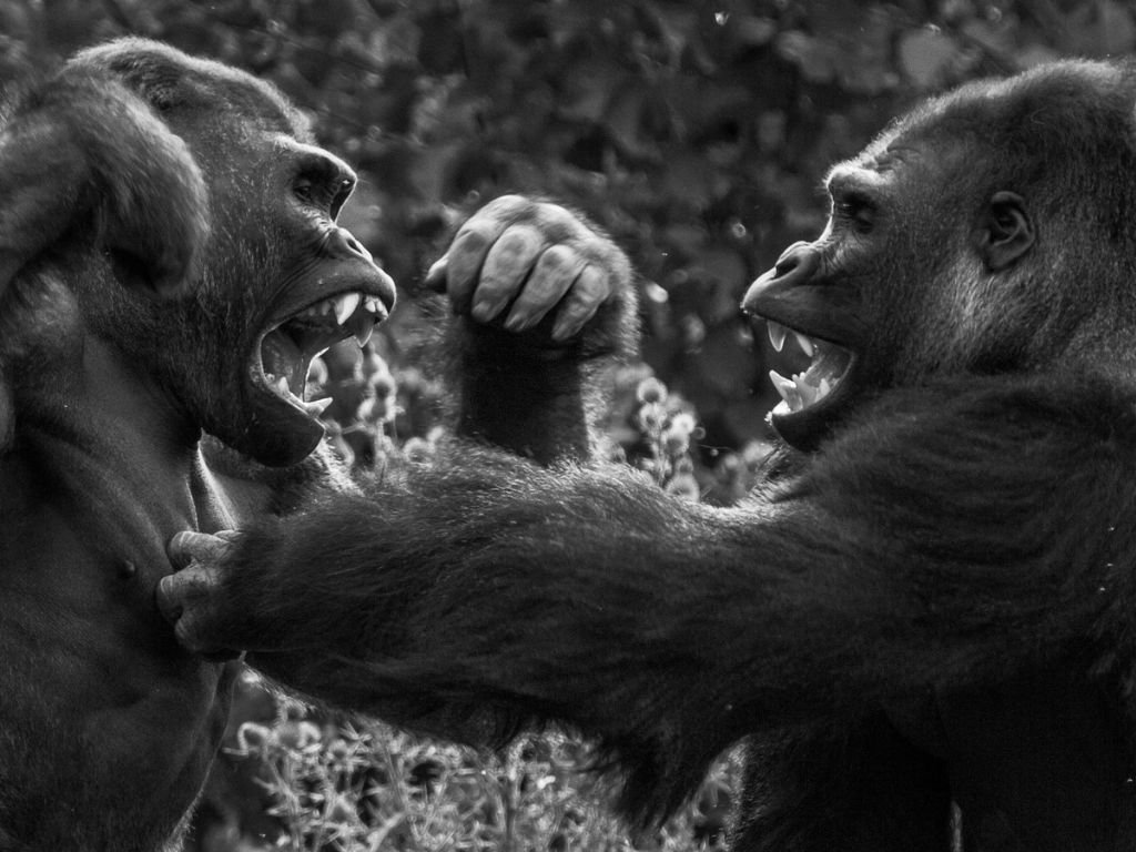 How strong are gorillas