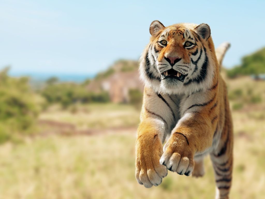 Is Tiger faster than a Lion?
