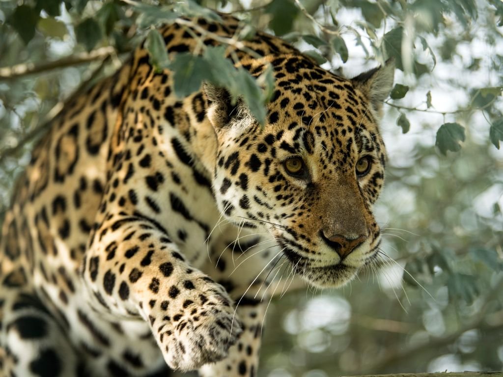 Jaguar Speed