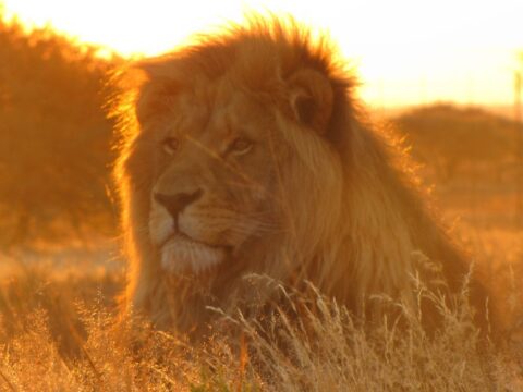 Adaptations Of A Lion - Behavioral, Structural & Physiological