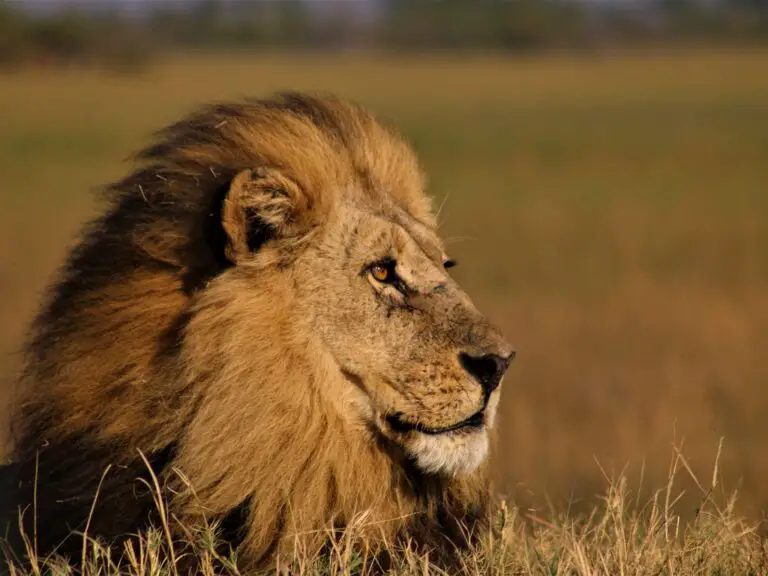 Adaptations Of A Lion - Behavioral, Structural & Physiological