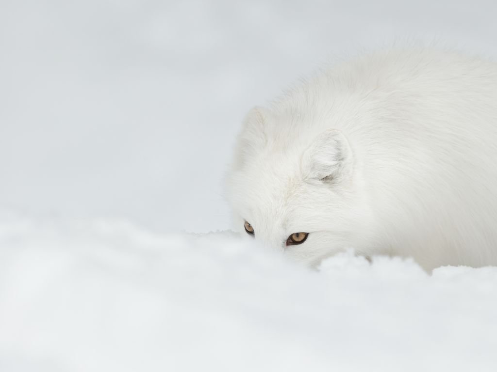 Metabolic rate regulation of arctic fox