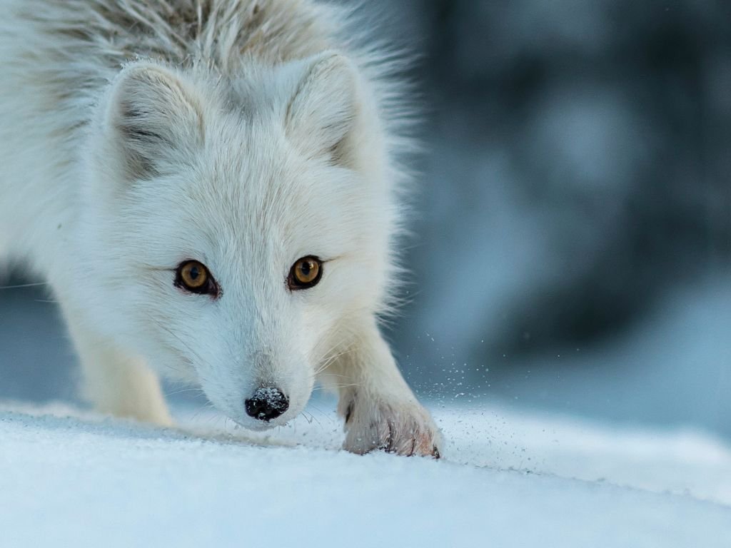 Adaptations Of An Arctic Fox Behavioral Structural Physiological Adaptations Of An Arctic Fox Behavioral Structural Physiological