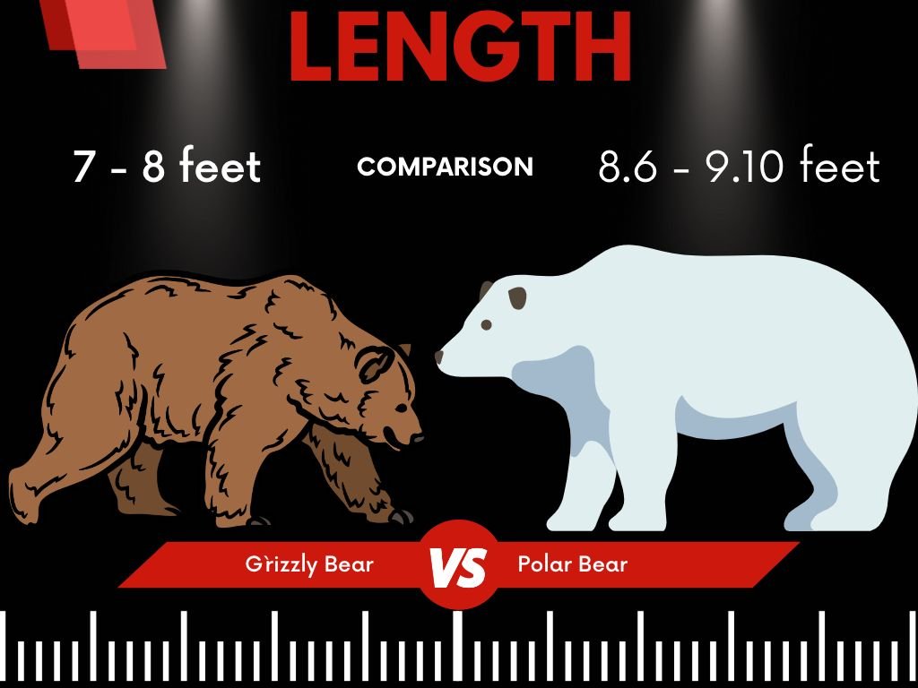 Polar Bears Vs Grizzly Bears Length