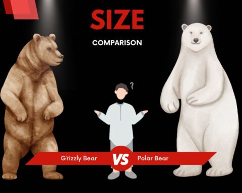 Polar Bears Vs Grizzly Bears Size