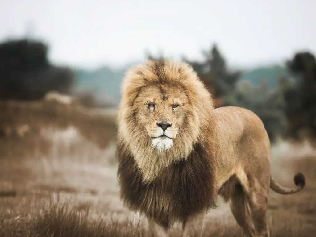 Adaptations Of A Lion - Behavioral, Structural & Physiological