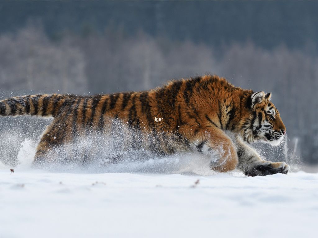 Tiger speed