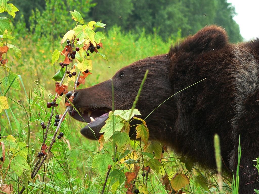 What do grizzly bears eat in captivity