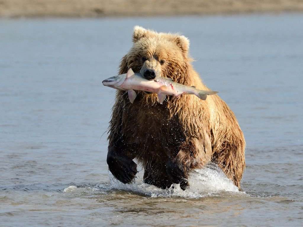 What do grizzly bears eat in the wild