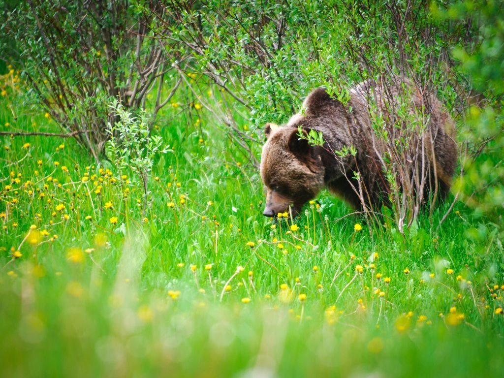 What is a grizzly bears favorite meal?