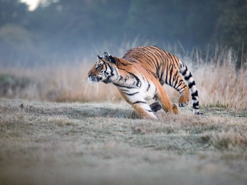 What makes a Tiger so fast