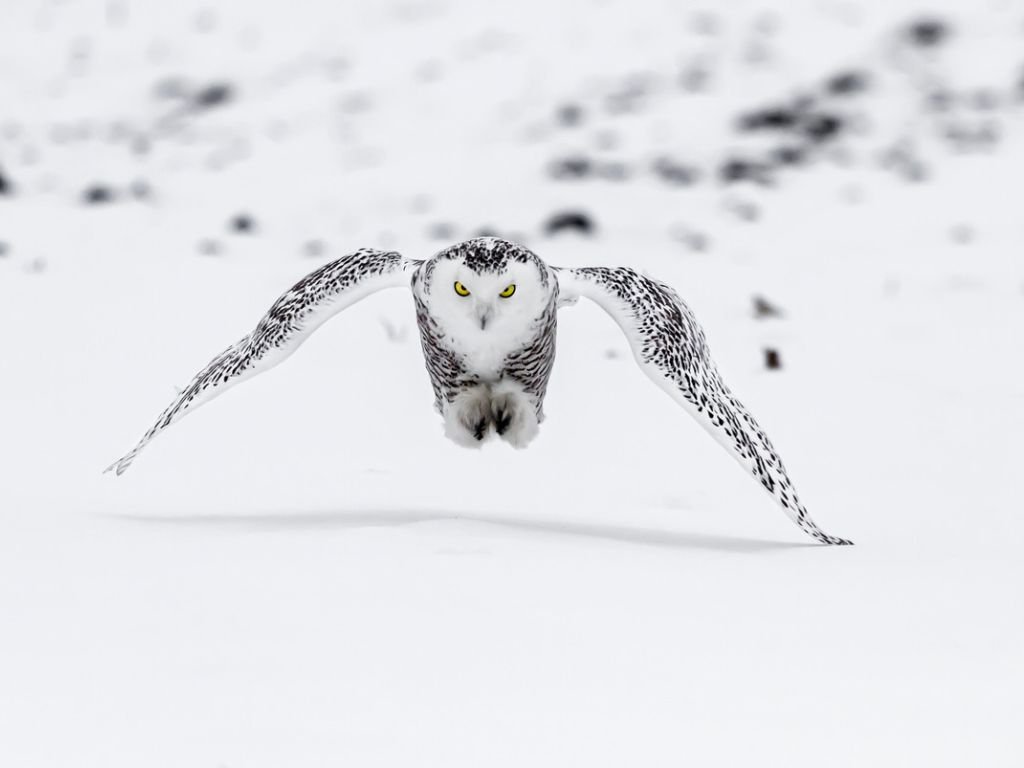 What owls eat rabbits
