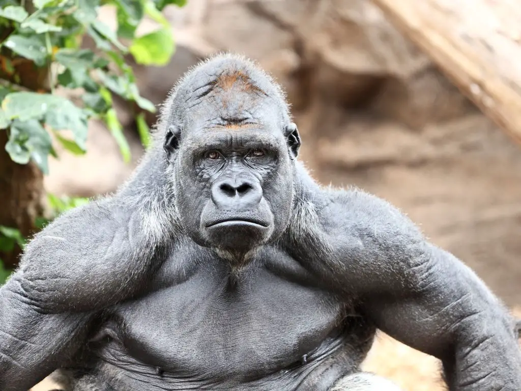 Why gorillas are so strong
