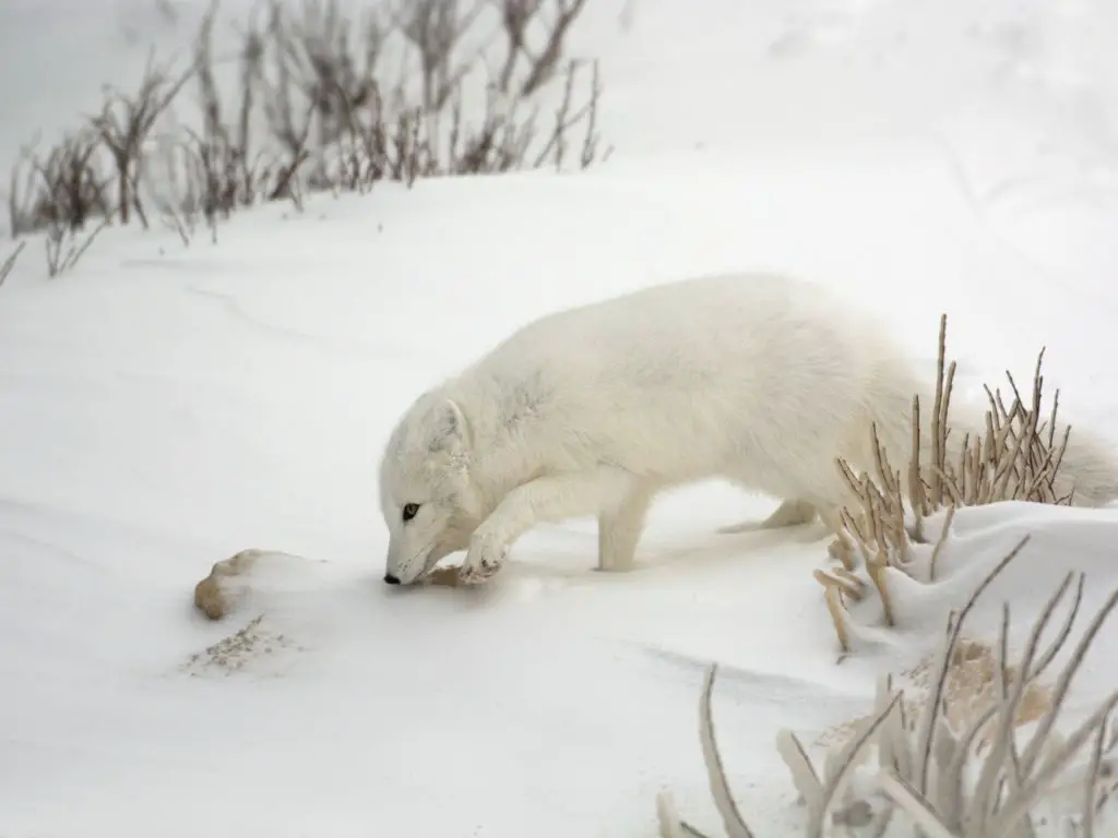 Adaptations Of An Arctic Fox - Behavioral, Structural & Physiological