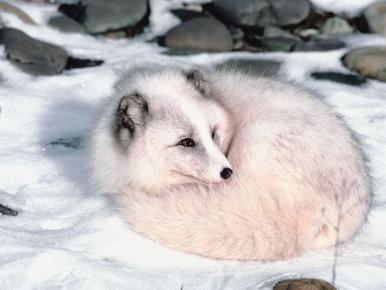 arctic fox adaptations