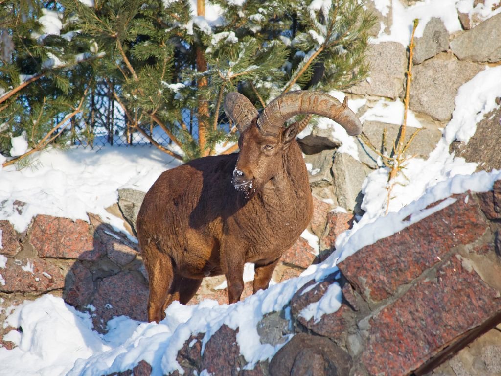 argali sheep