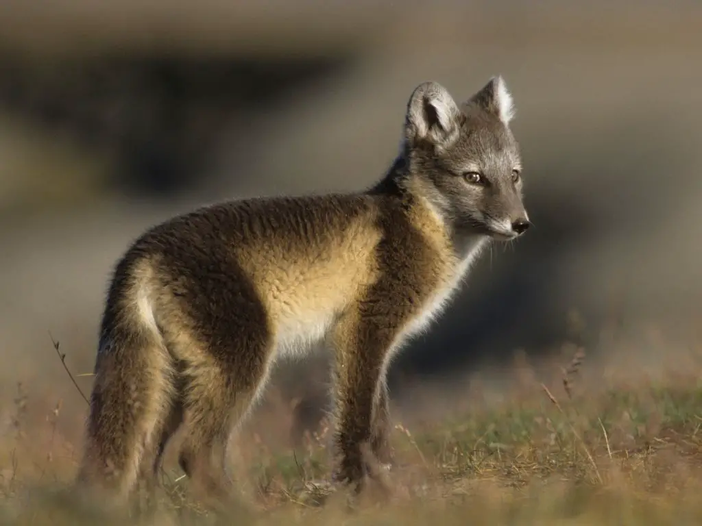 Adaptations Of An Arctic Fox - Behavioral, Structural & Physiological