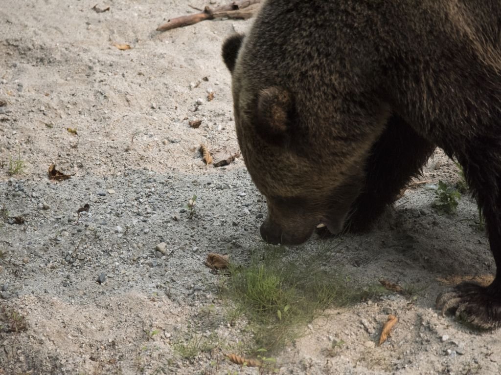 grizzly forage for food