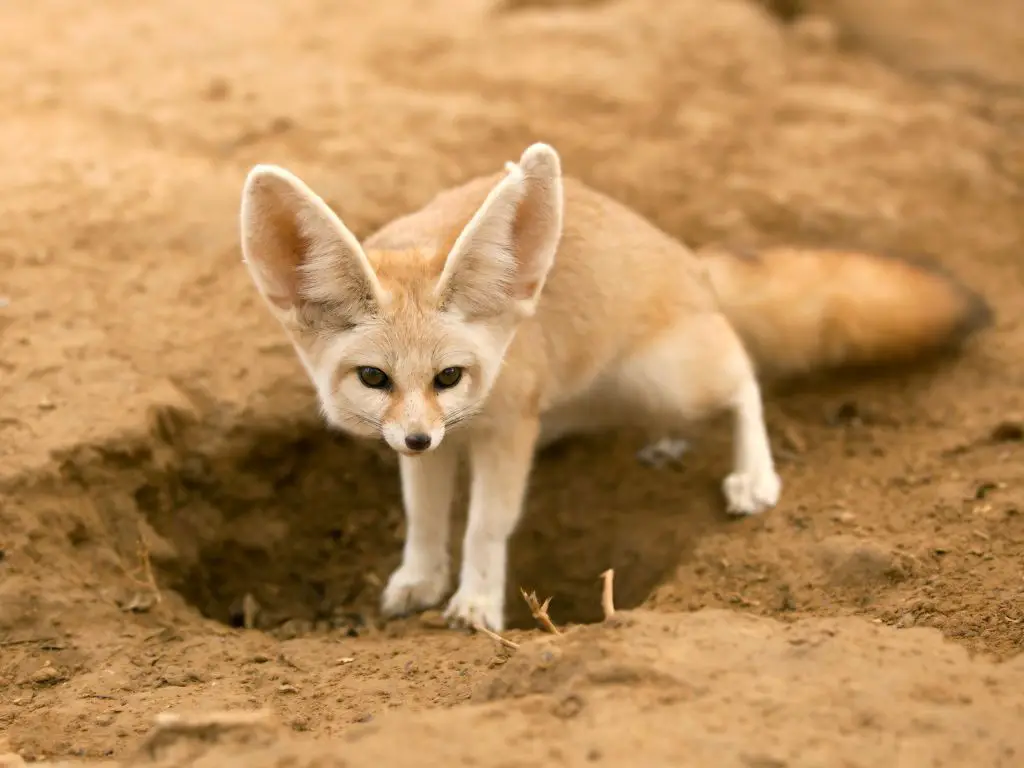 Adaptations of a Fennec Fox - Behavioral, Structural & Physiological