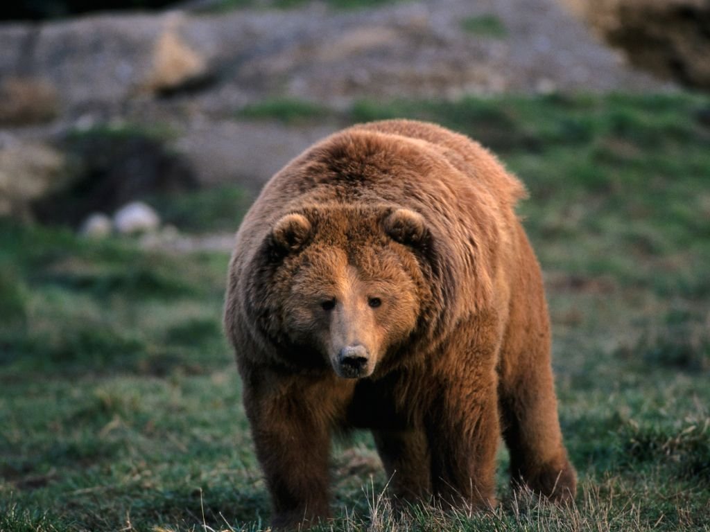 Average size of a kodiak bear