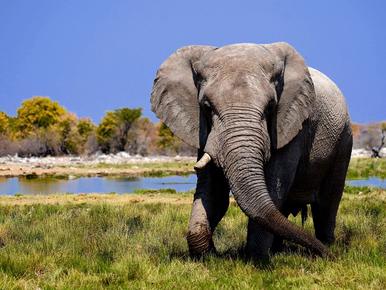 Adaptations Of An Elephant - Behavioral, Structural & Physiological -  Zooologist