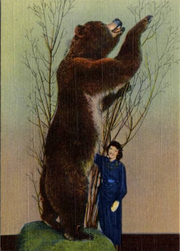 Biggest kodiak bear ever recorded