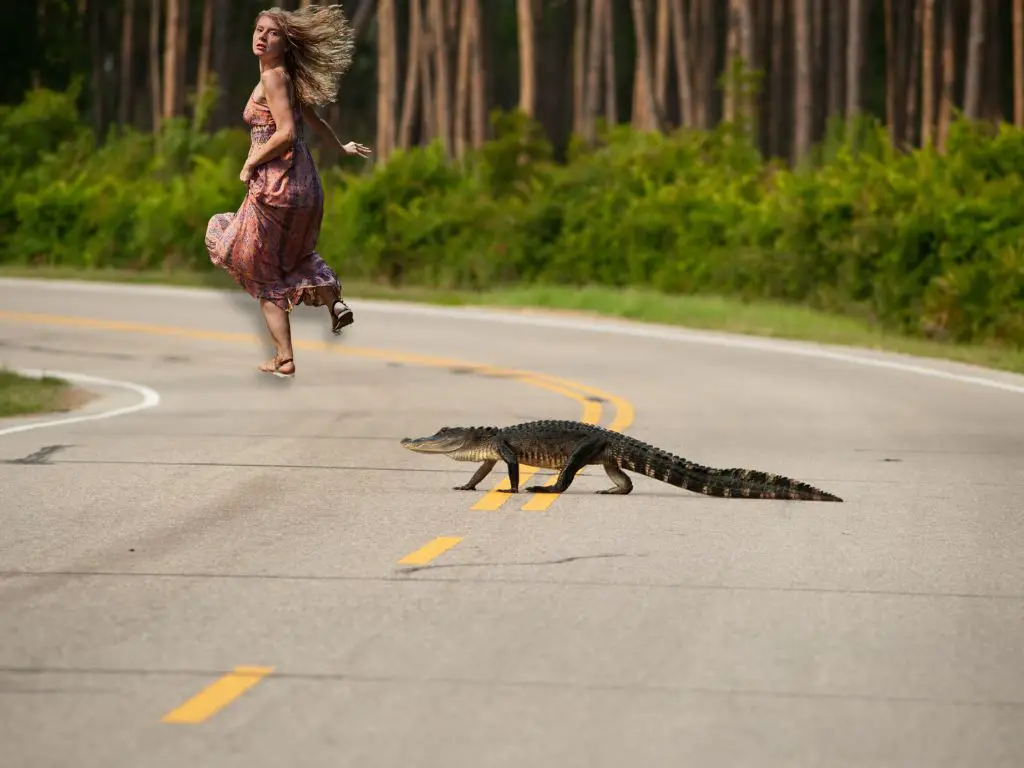 Can a human outrun an alligator?
