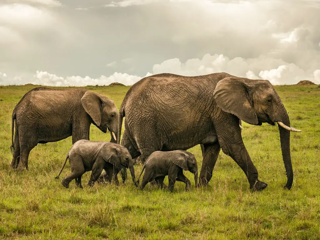 Elephants are highly social animals