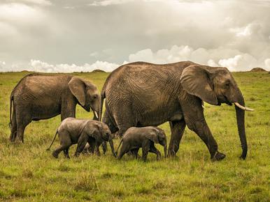 Adaptations Of An Elephant - Behavioral, Structural & Physiological -  Zooologist