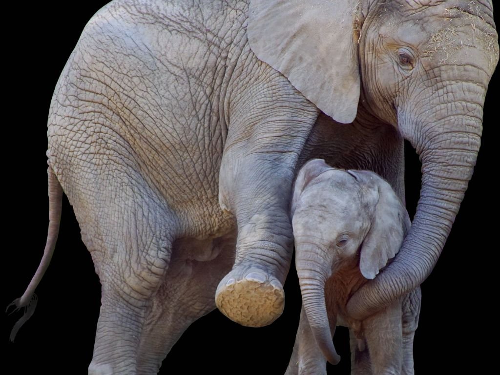 Elephants flat feet
