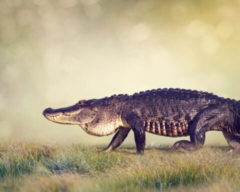 Alligator
