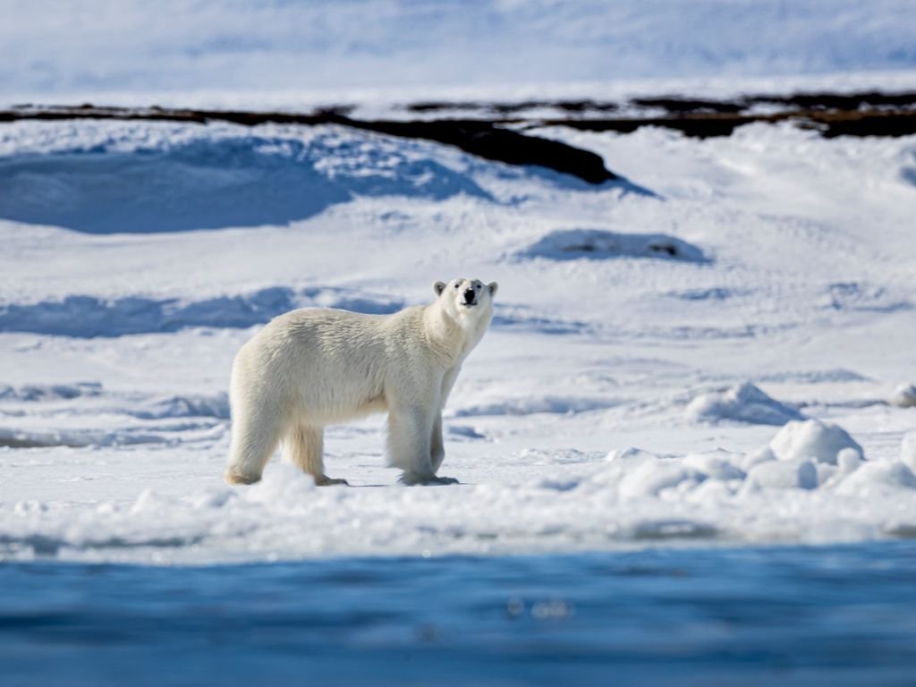 How long do polar bears live in the wild