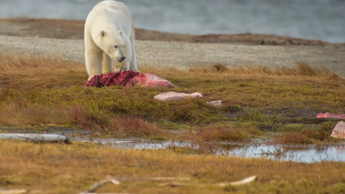 How much do polar bears eat