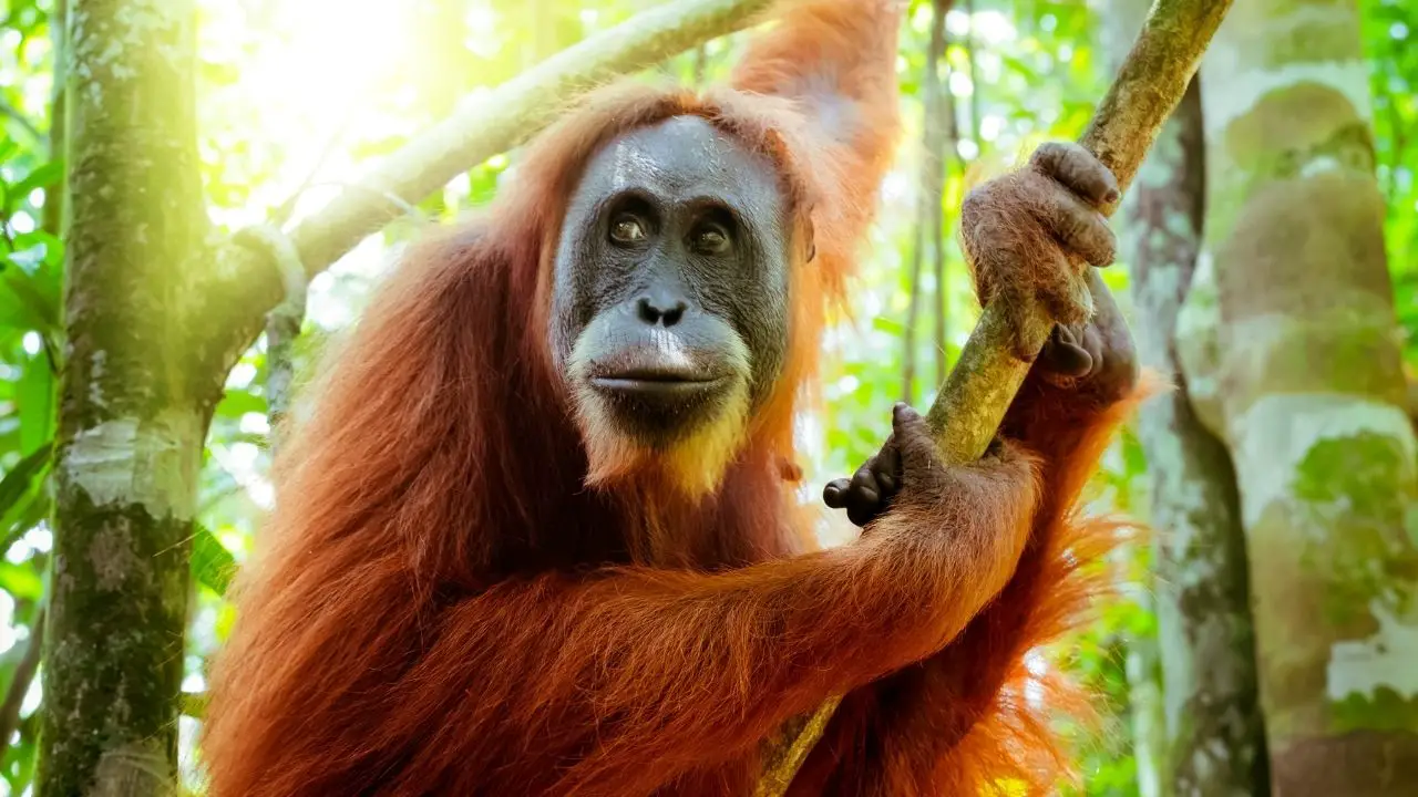 How strong is a orangutan punch