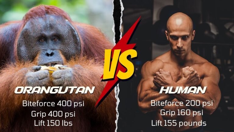 How Strong Are Orangutans Orangutans Strength Zooologist how-strong-are-orangutans-orangutans-strength-zooologist