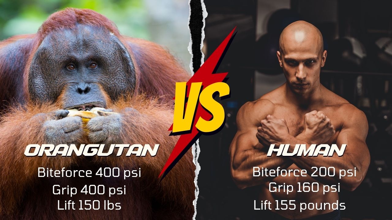 How strong is an orangutan compared to a human