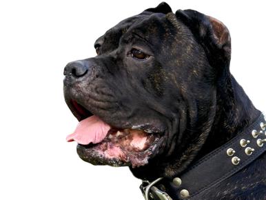 are cane corso and pitbull related