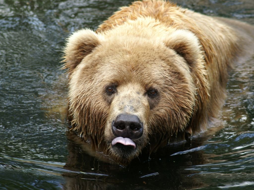 Is a kodiak bear bigger than a grizzly bear