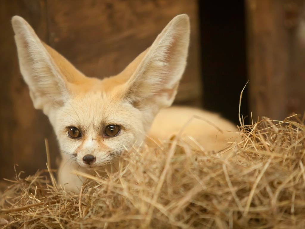 Physiological Adaptations of a Fennec Fox