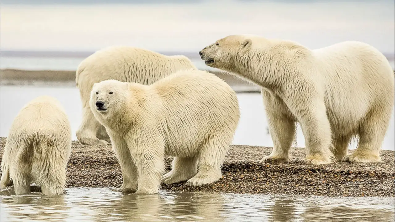 Polar Bear Habitat