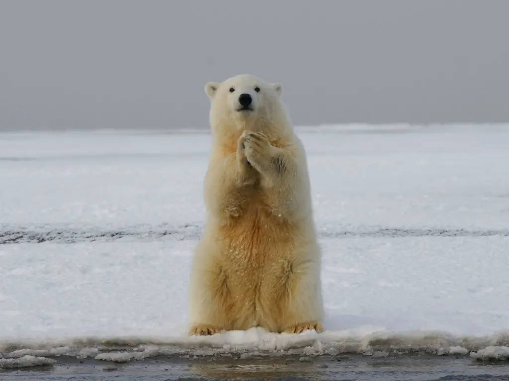 Polar Bear Lifespan