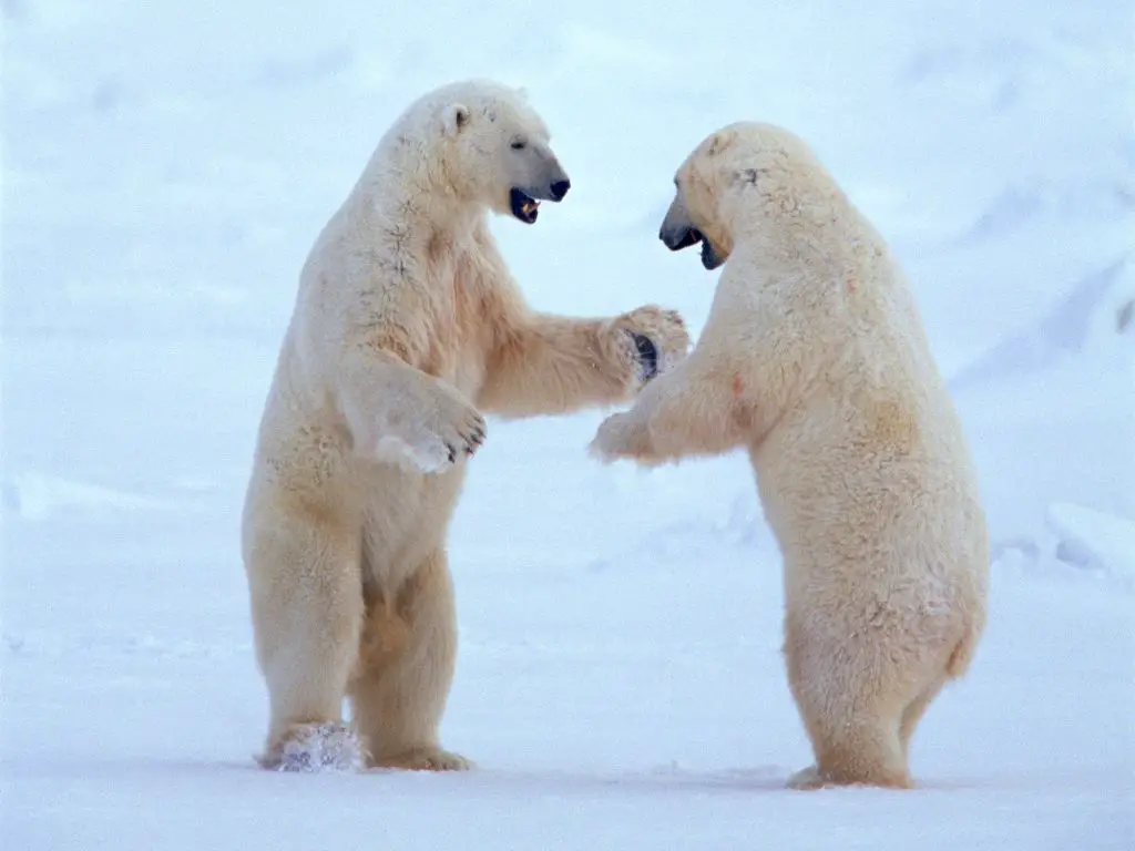 Polar bear Mating behavior