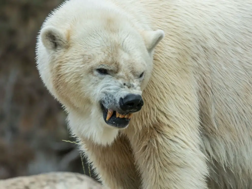 Powerful jaws and teeth of polar bear