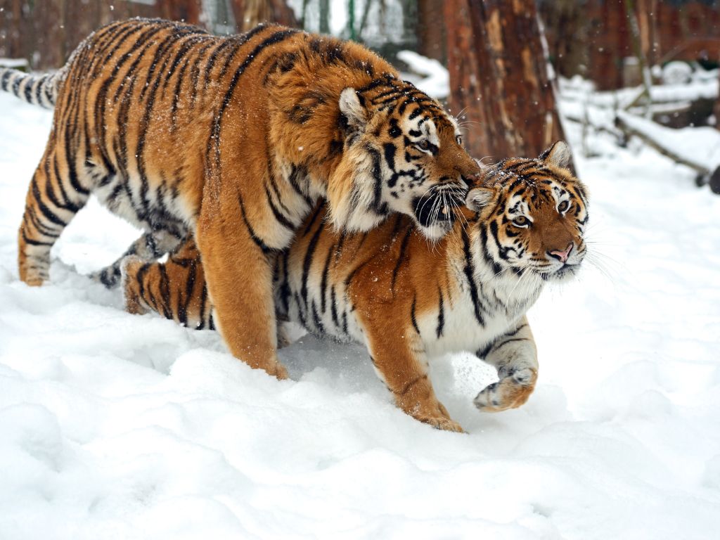 Siberian tigers have a low reproductive rate